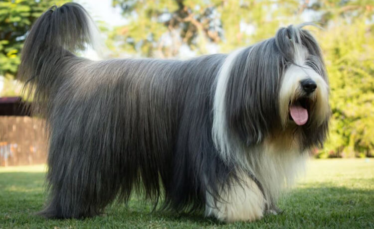 Bearded Collie